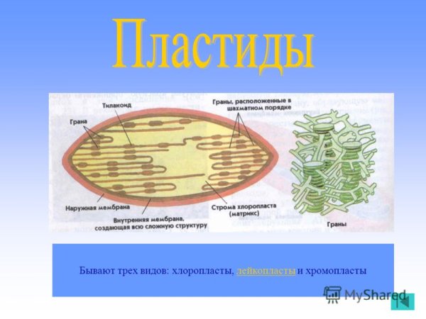Строение пластидов и хлоропластов