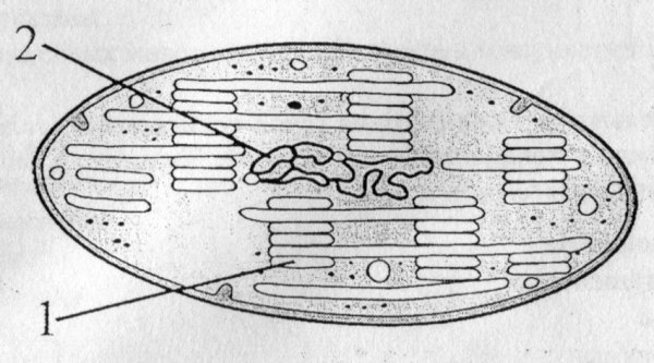 Строение лейкопластов в клетке