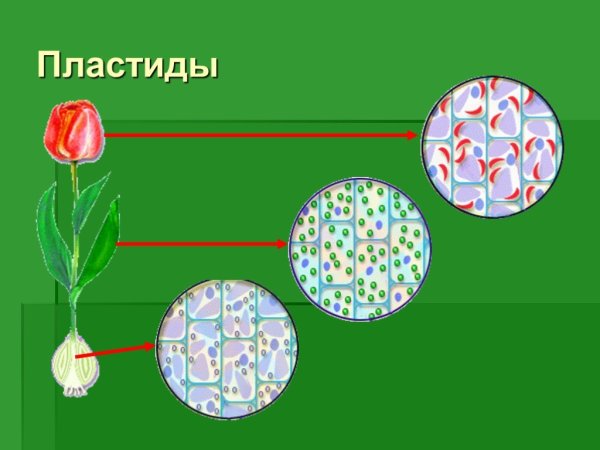 Пластиды хлоропласты строение