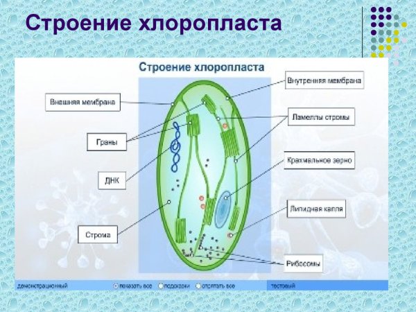 Схема строения хлоропласта растительной клетки