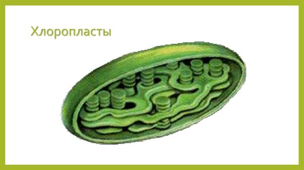 Строение клетки пластиды 6 класс