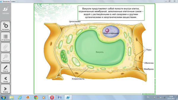 Строение хлоропласта
