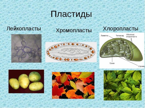 Превращение пластид