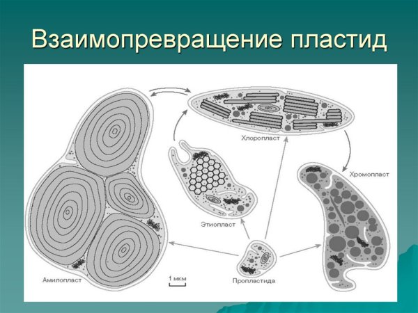 Пластиды растительной клетки