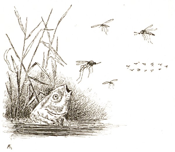 Мамин-Сибиряк Аленушкины сказки про козявочку