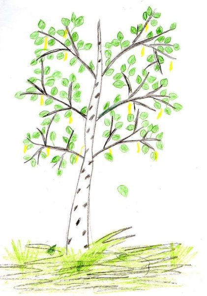 Береза карандашом