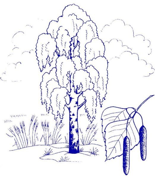 Этапы рисования березы в подготовительной группе