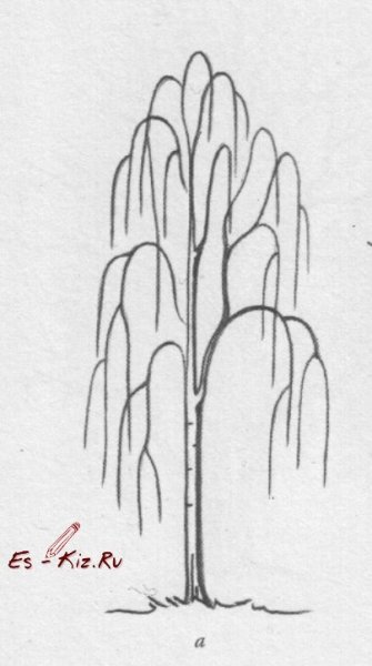 Поэтапоное рисование берёзы