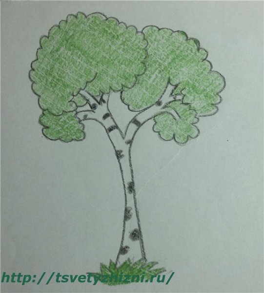 Берёза карандашом легко