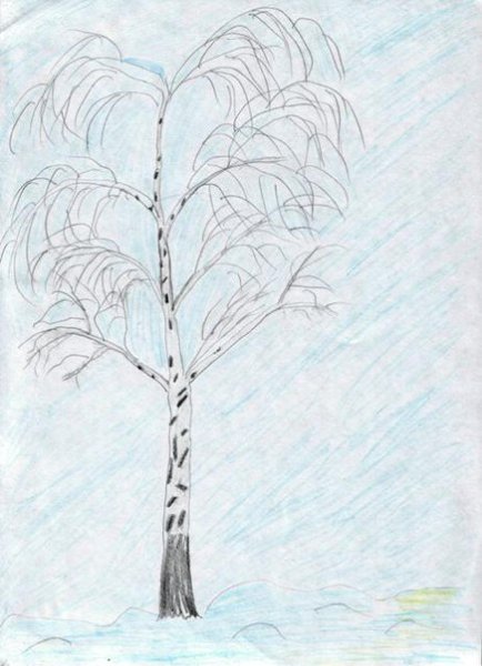 Красивая берёза карандашом