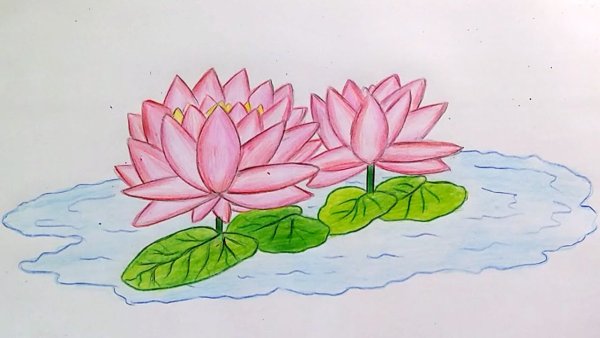 Кувшинка рисунок