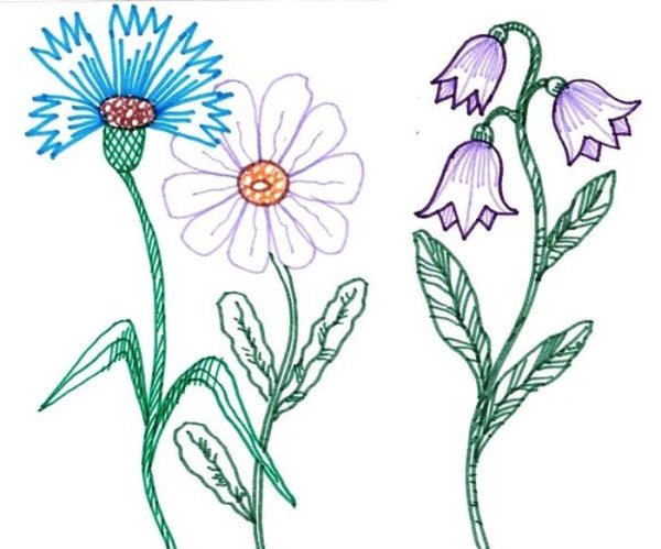 Рисунки полевых цветов карандашом