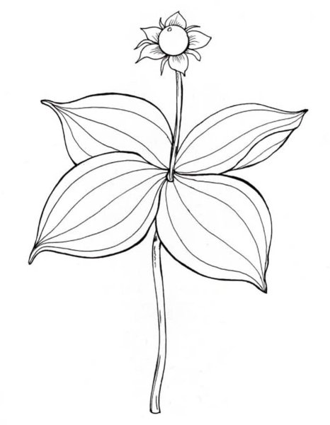 Вороний глаз ягода раскраска