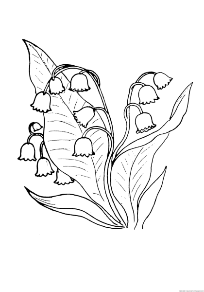 Ландыш Майский разукрашка