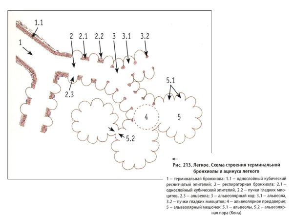Ацинус легкого гистология рисунок