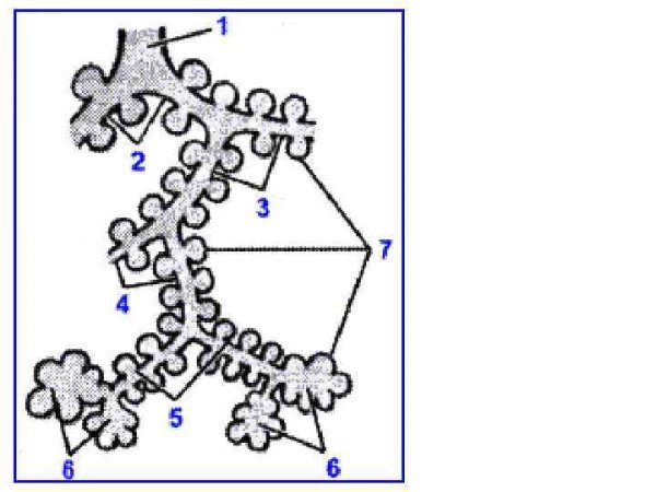 Схема строения легочного ацинуса