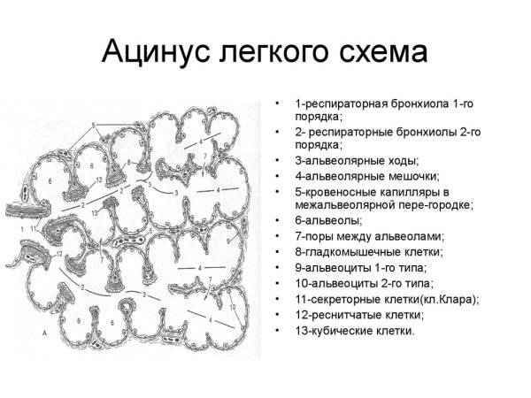 Схема строения ацинуса легкого
