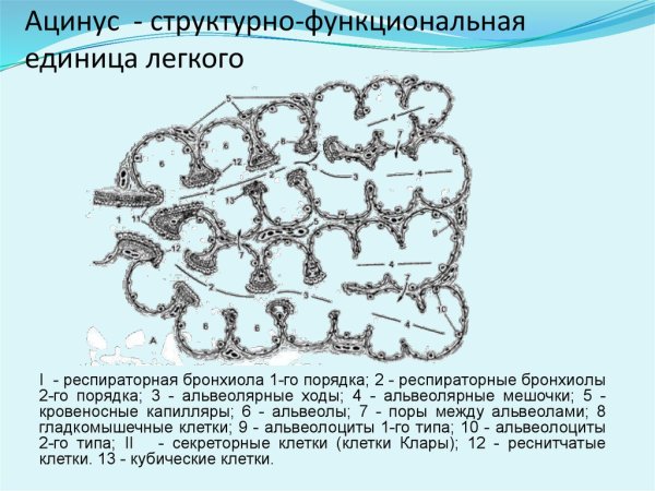Респираторные дыхательные бронхиолы