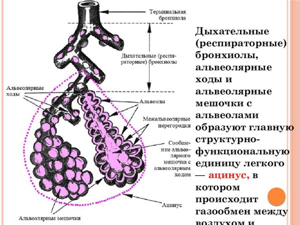 Легочные альвеолы гистология