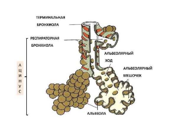 Ацинус структурно функциональная единица легких