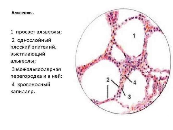 Респираторный отдел лёгкого гистология