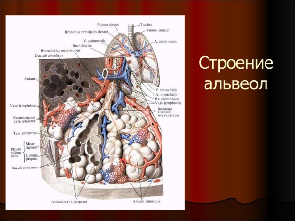 Ацинус структурно функциональная единица легких