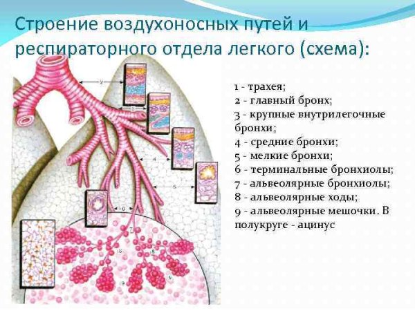 Ацинус легкого строение