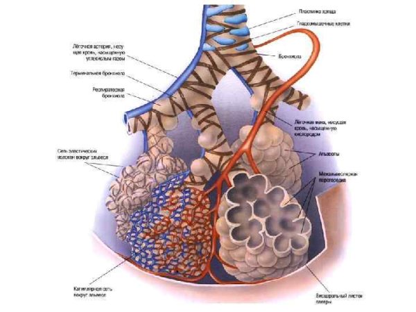 Возрастные особенности легких