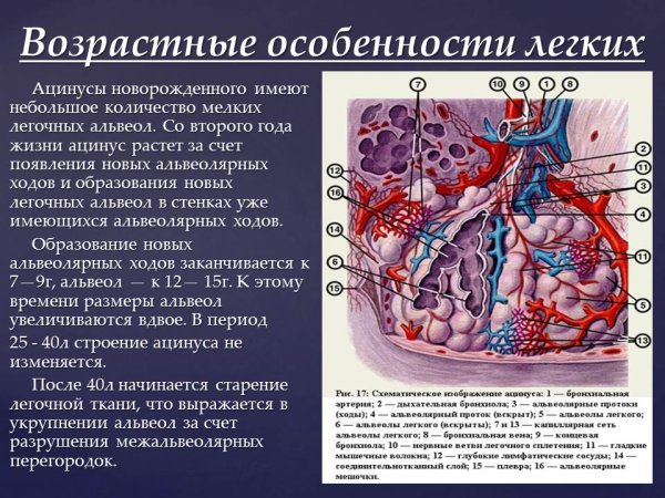 Респираторный ацинус гистология