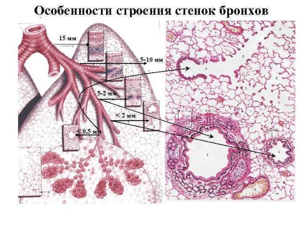 Схема строения альвеолы