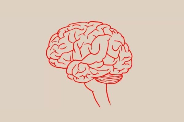 Поэтапное рисование мозга