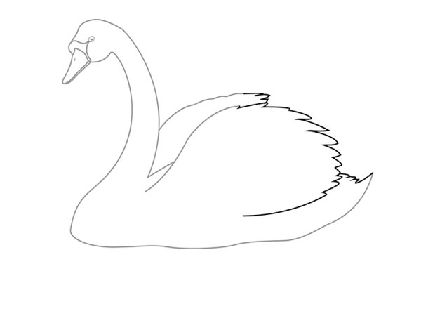 Лебедь сбоку рисунок