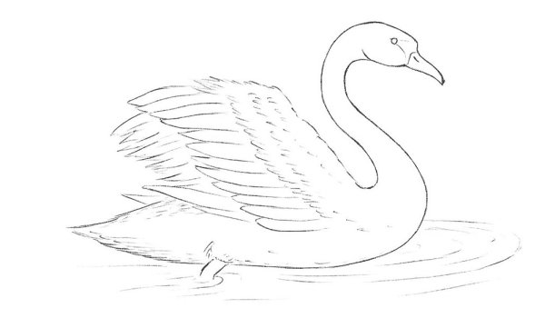 Лебедь рисунок карандашом