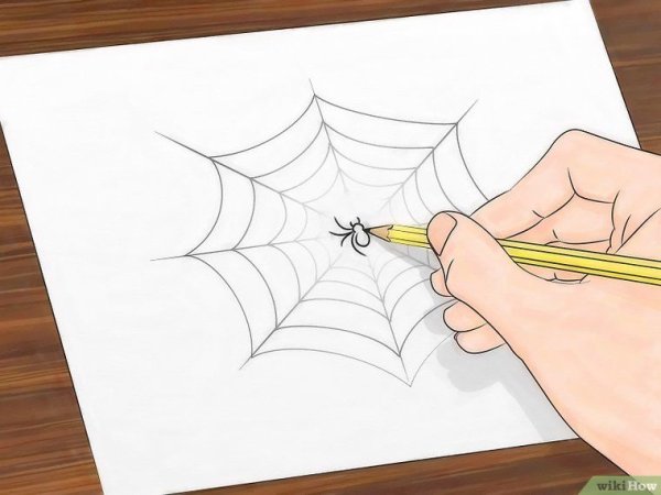 Паук на паутине карандашом