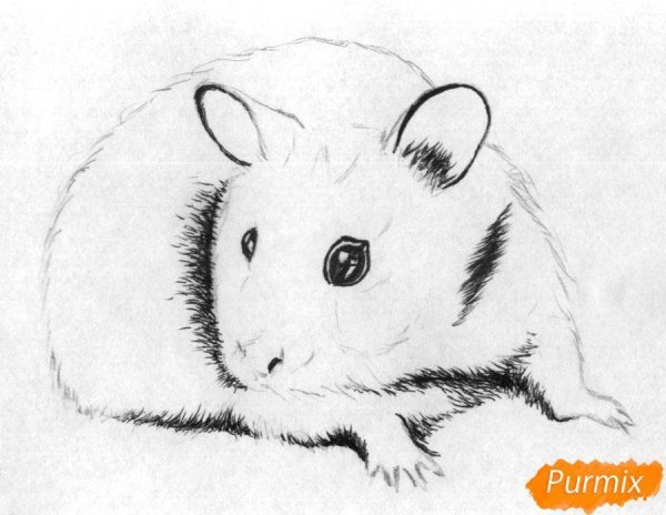 Рисунки хомяков карандашом