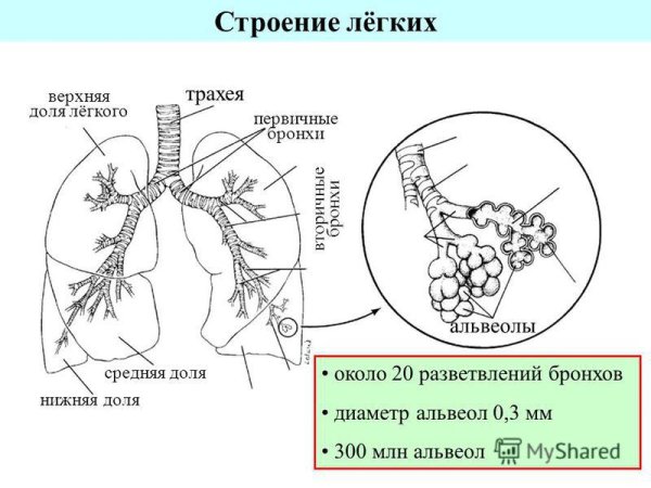 Дыхательная система строение трахея