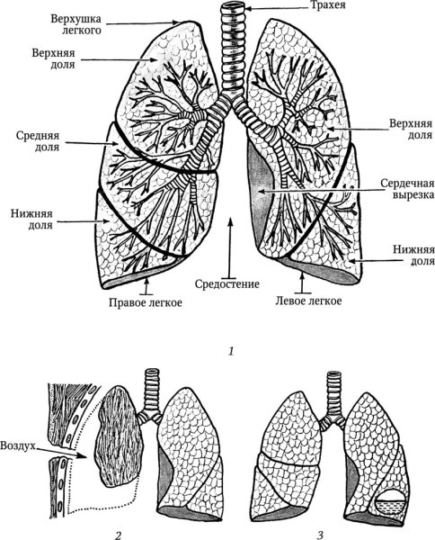Трахея и бронхиальное дерево анатомия