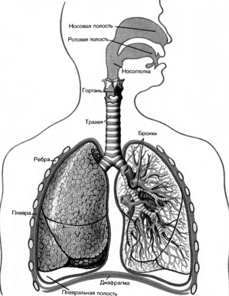 Легкое человека в разрезе