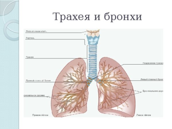 Трахея бронхи лёгкие анатомия