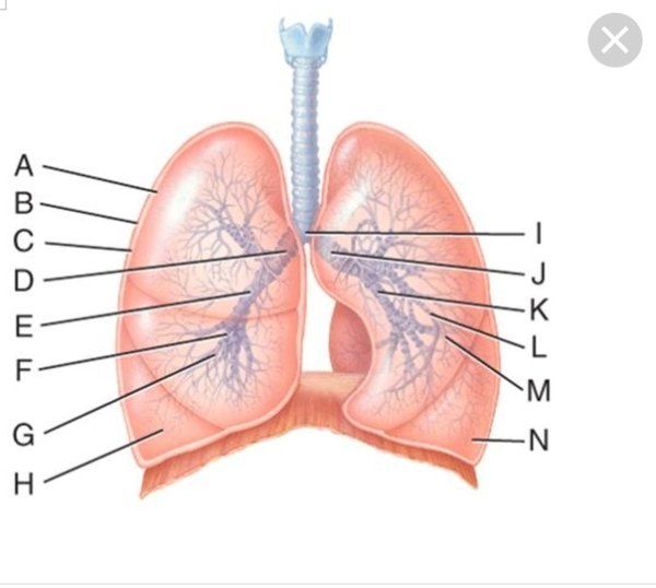 Лёгкие органы дыхания