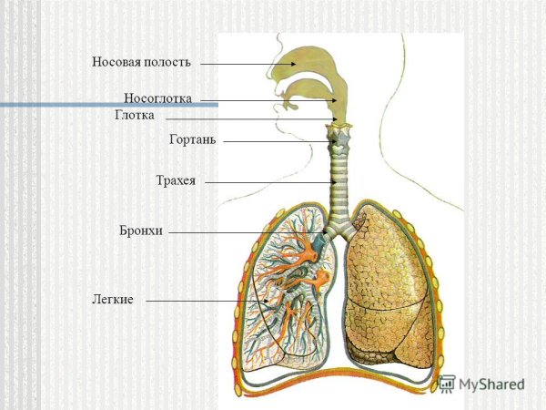 Рисунок бронхов и легких