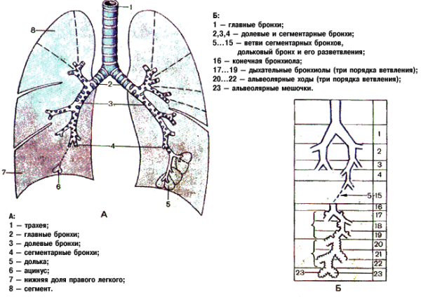 Бронхи строение альвеолы