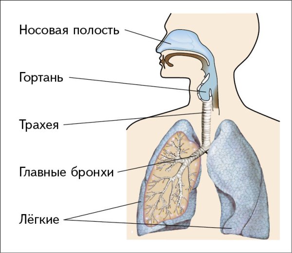 Строение легкого анатомия