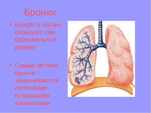 Бронхиальное дерево и легкие