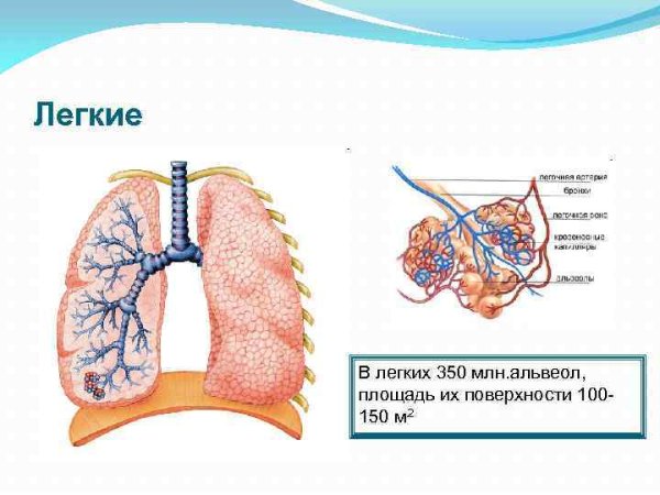 Строение легких