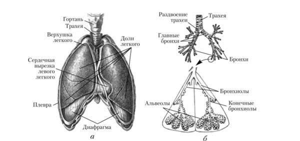 Строение легочной системы человека