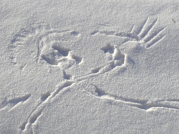 Следы сороки на снегу