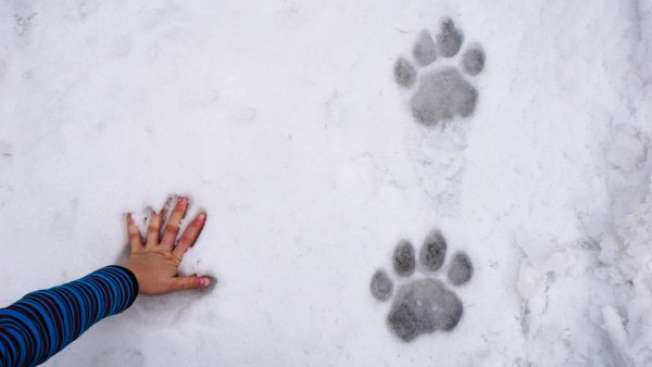 След Уссурийского тигра