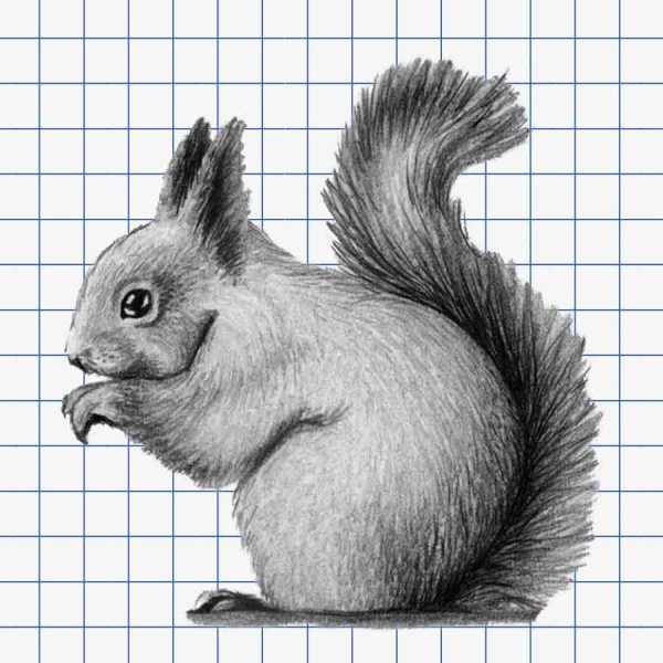 Рисунок белки карандашом