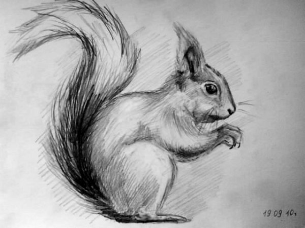 Белка поэтапное рисование для детей